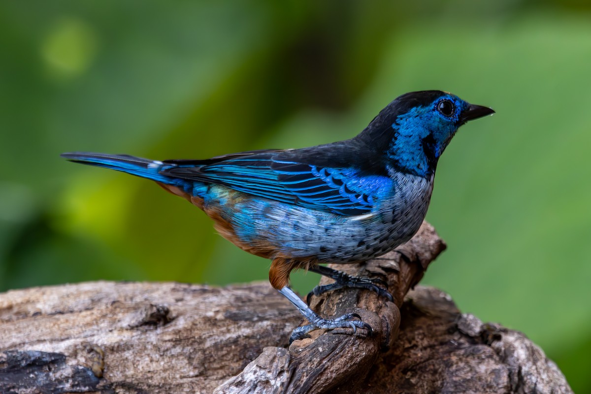 Opal-rumped Tanager - ML627311000