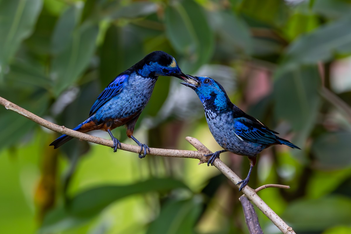 Opal-rumped Tanager - ML627311002