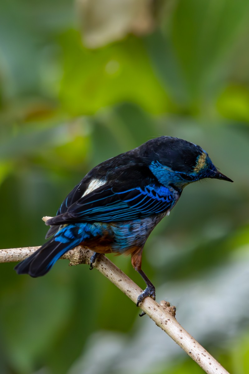 Opal-rumped Tanager - ML627311003