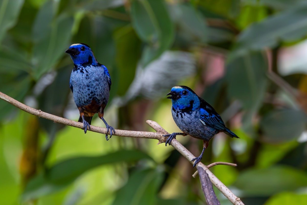 Opal-rumped Tanager - ML627311004