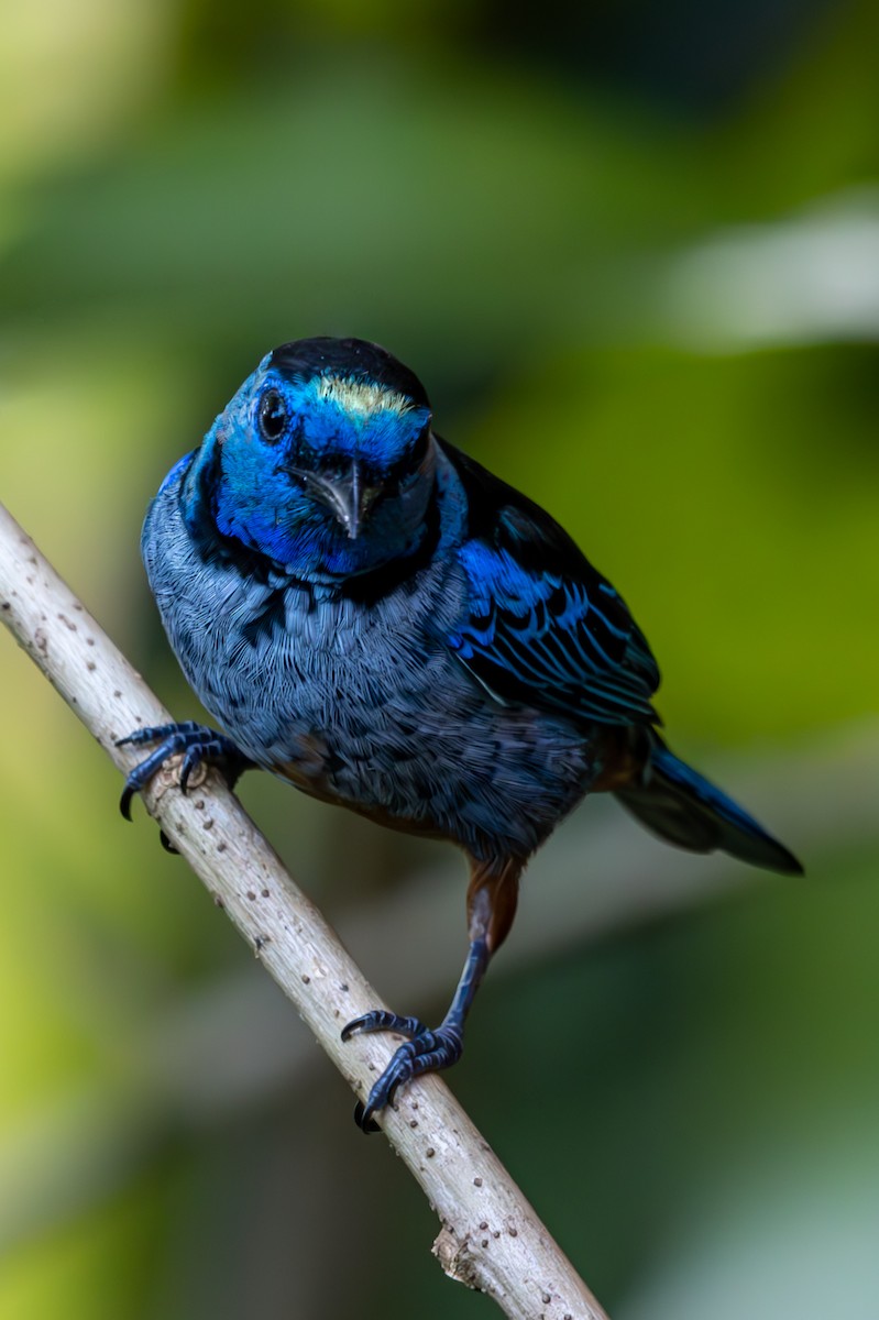 Opal-rumped Tanager - ML627311006