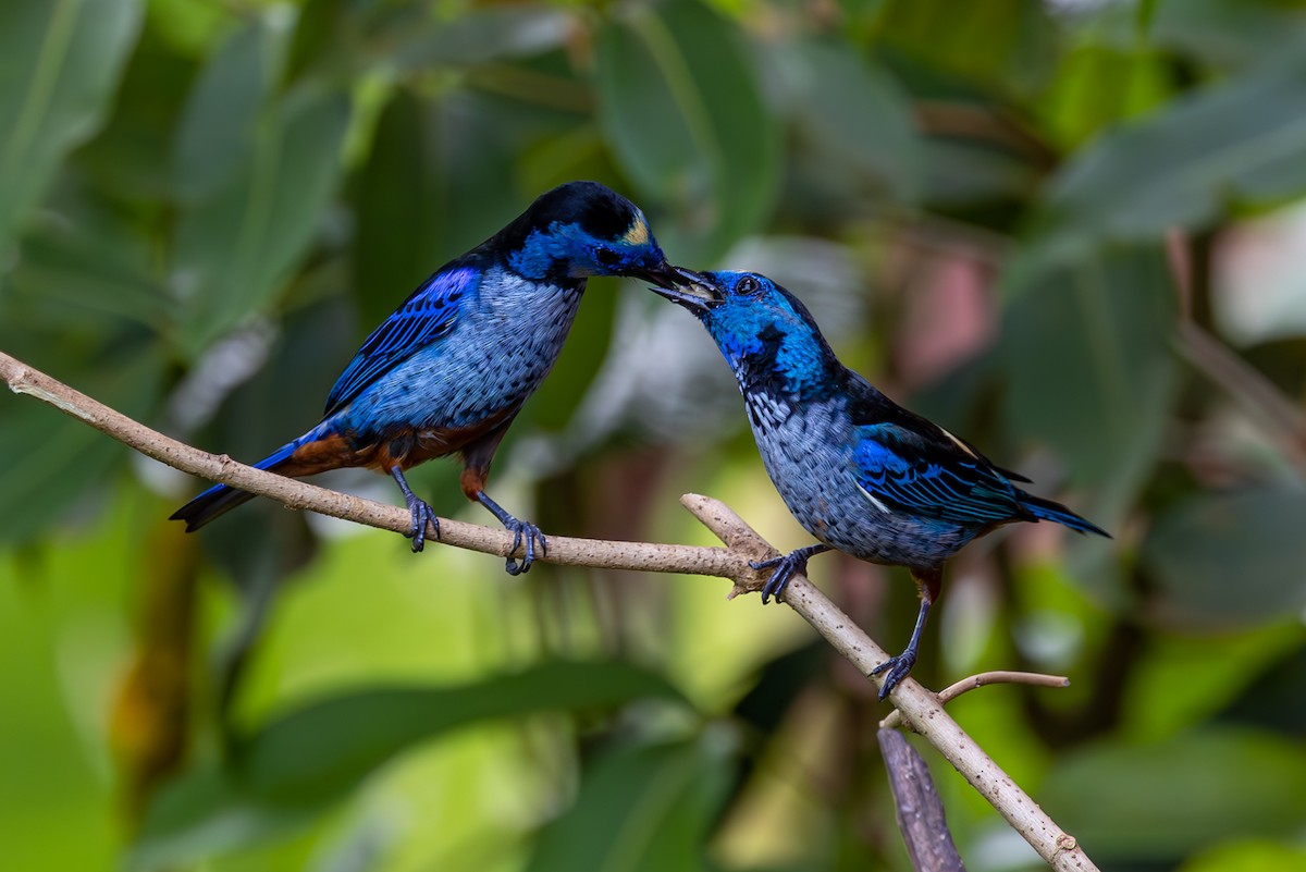 Opal-rumped Tanager - ML627311007