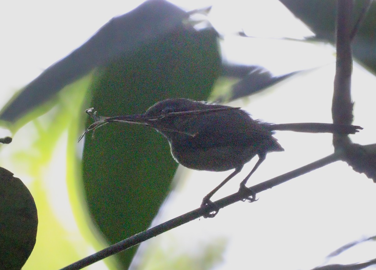 Long-billed Gnatwren - ML627311024