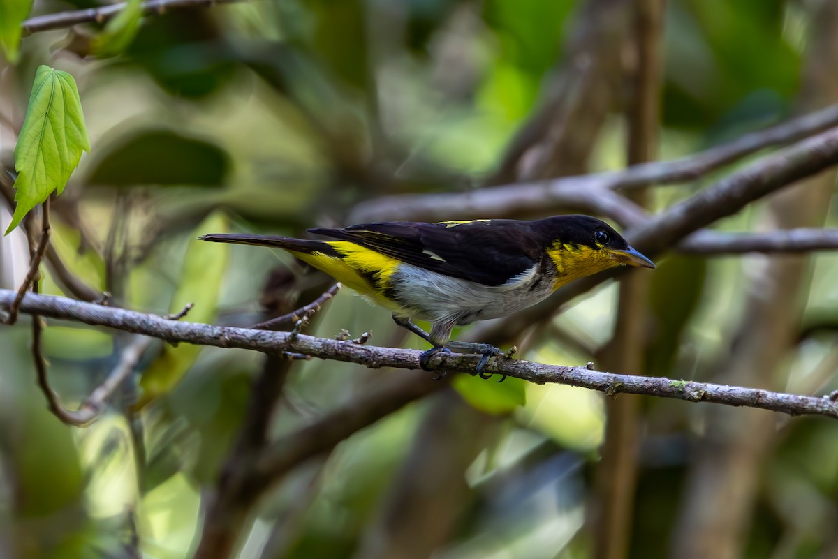 Yellow-backed Tanager - ML627311050
