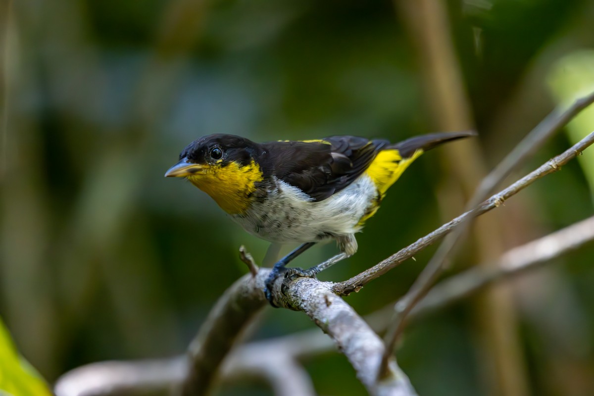 Yellow-backed Tanager - ML627311051