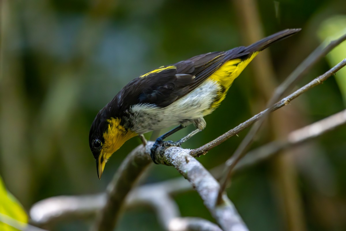 Yellow-backed Tanager - ML627311052