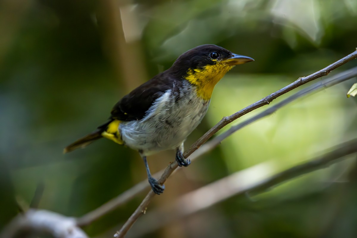Yellow-backed Tanager - ML627311053