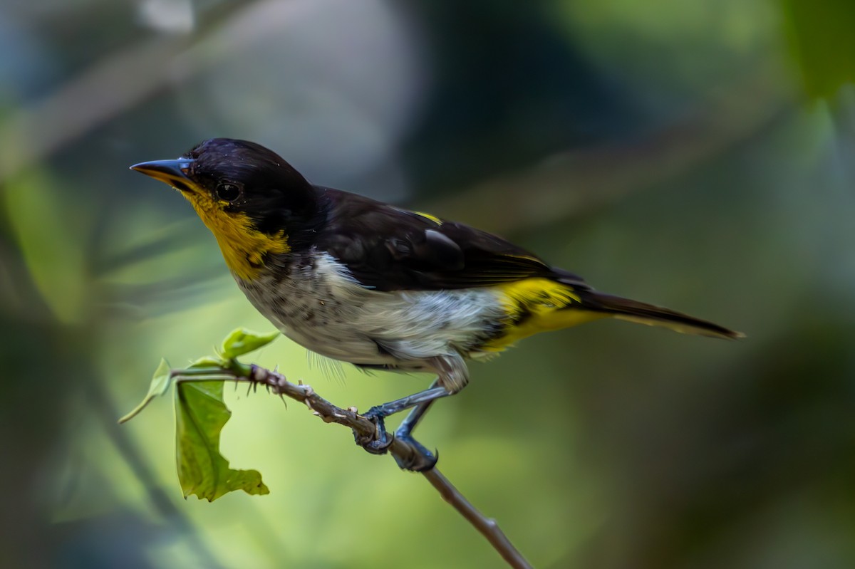 Yellow-backed Tanager - ML627311054