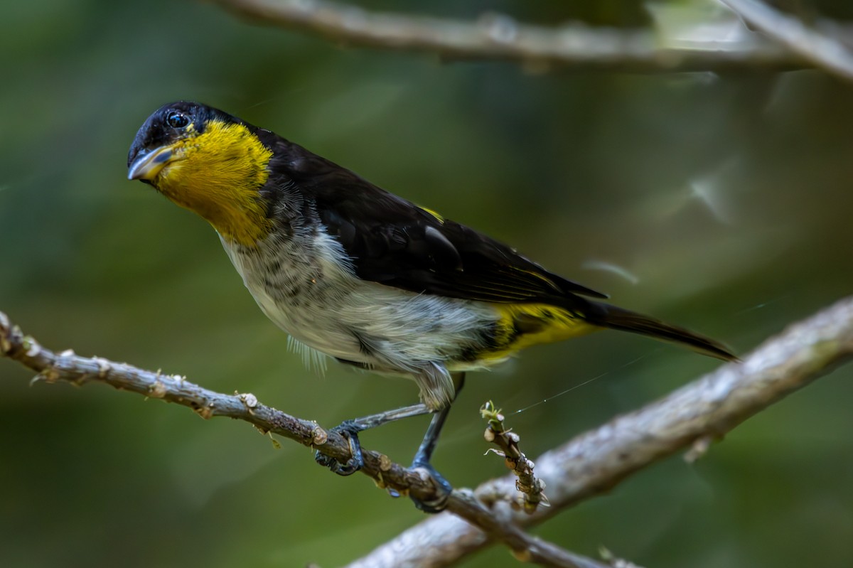 Yellow-backed Tanager - ML627311055