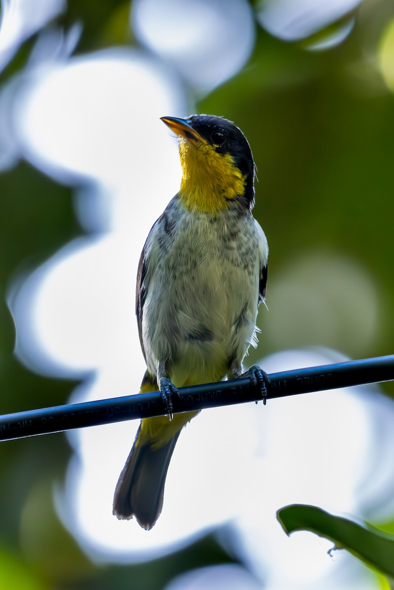 Yellow-backed Tanager - ML627311056