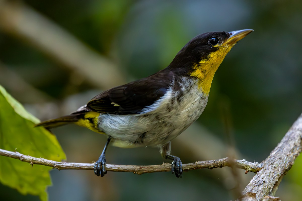 Yellow-backed Tanager - ML627311057