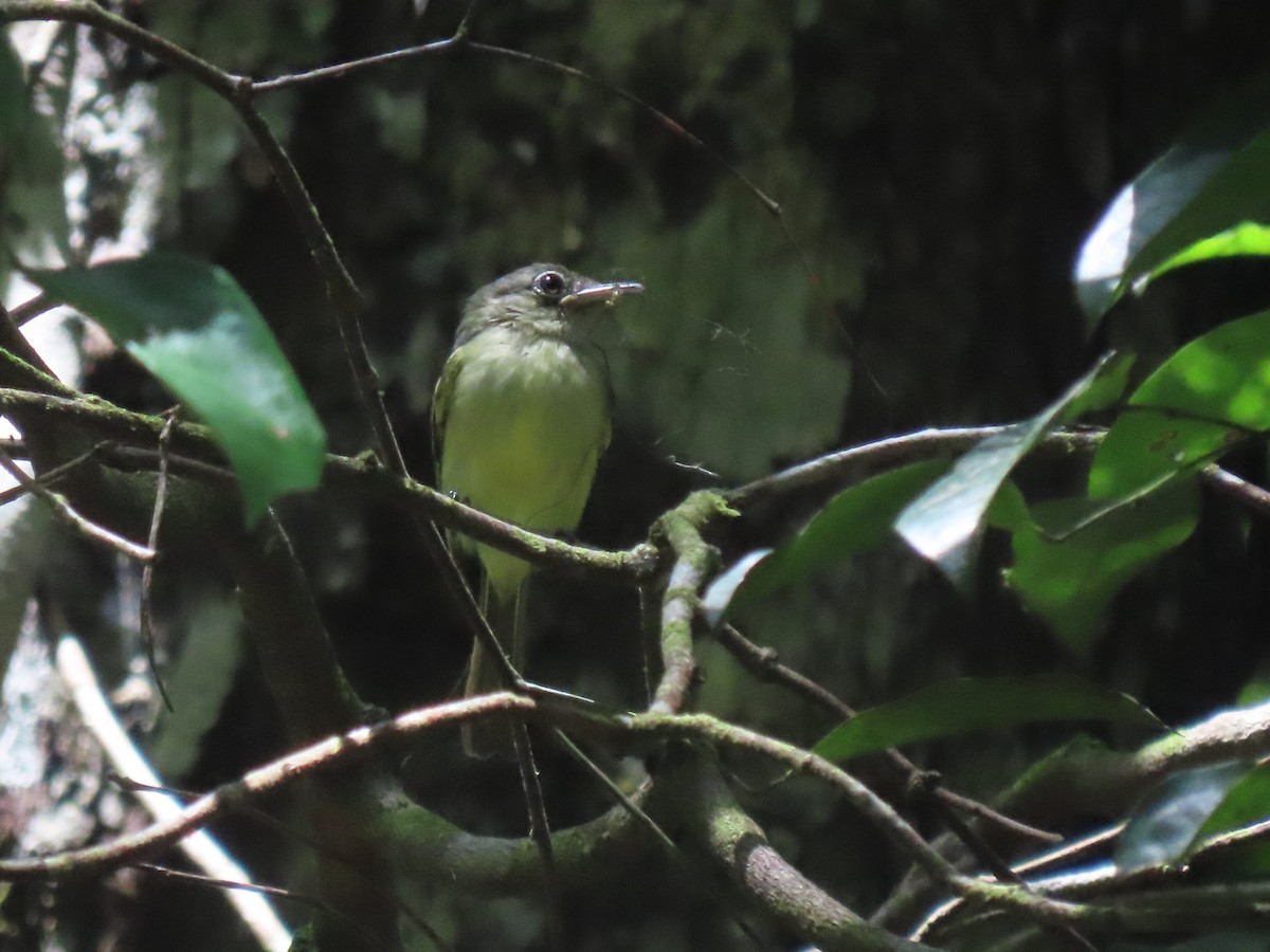 Yellow-margined Flatbill (examinatus) - ML627311075