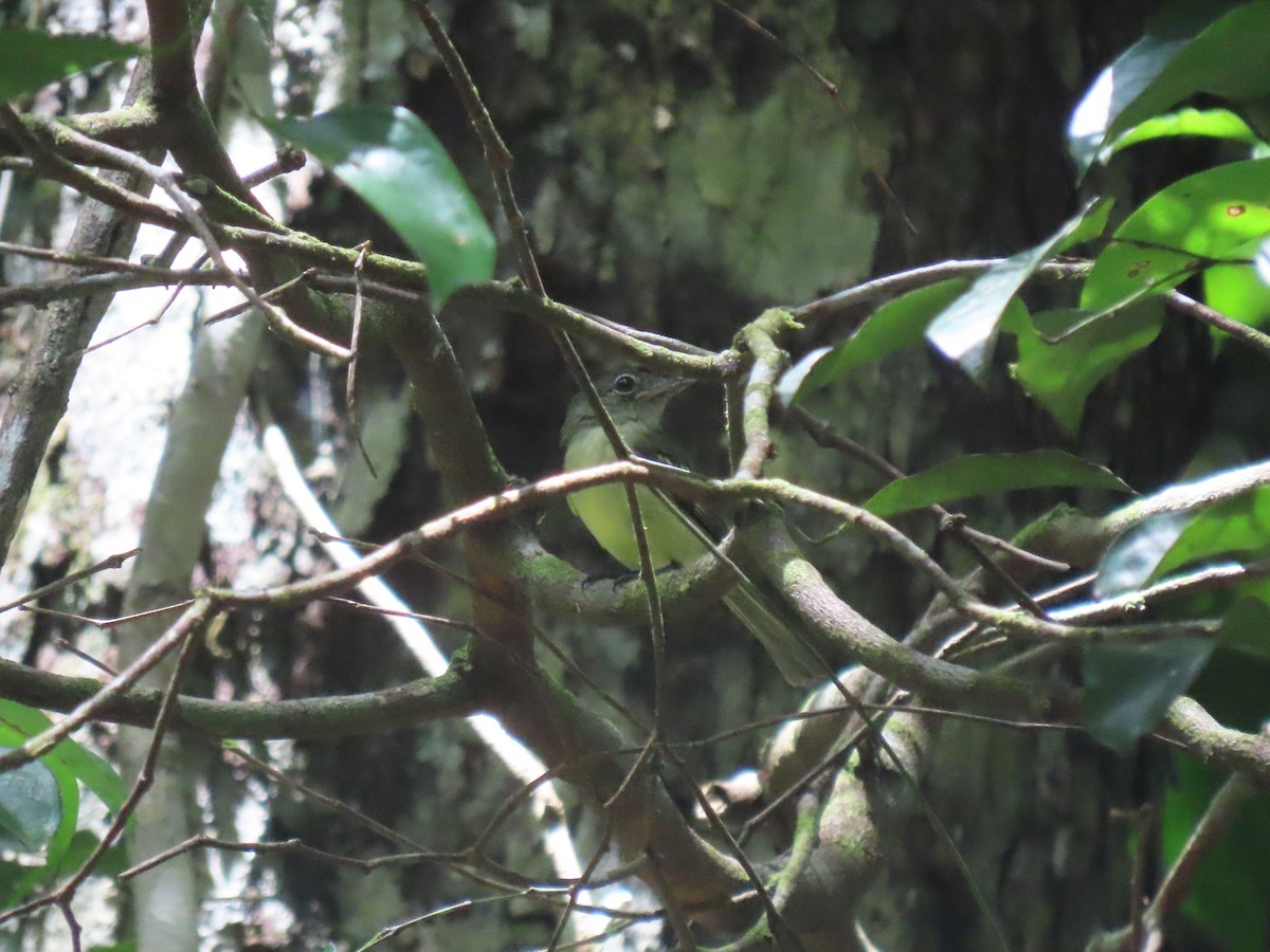 Yellow-margined Flatbill (examinatus) - ML627311077