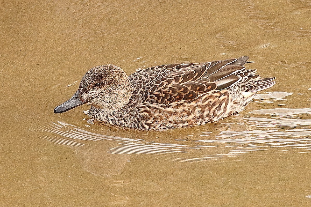 čírka obecná (ssp. crecca) - ML627311082