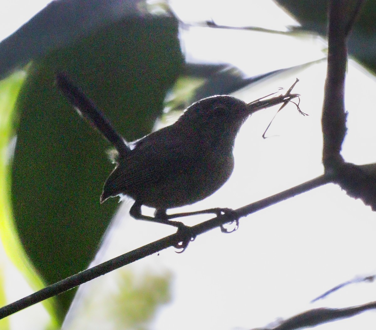 Long-billed Gnatwren - ML627311134