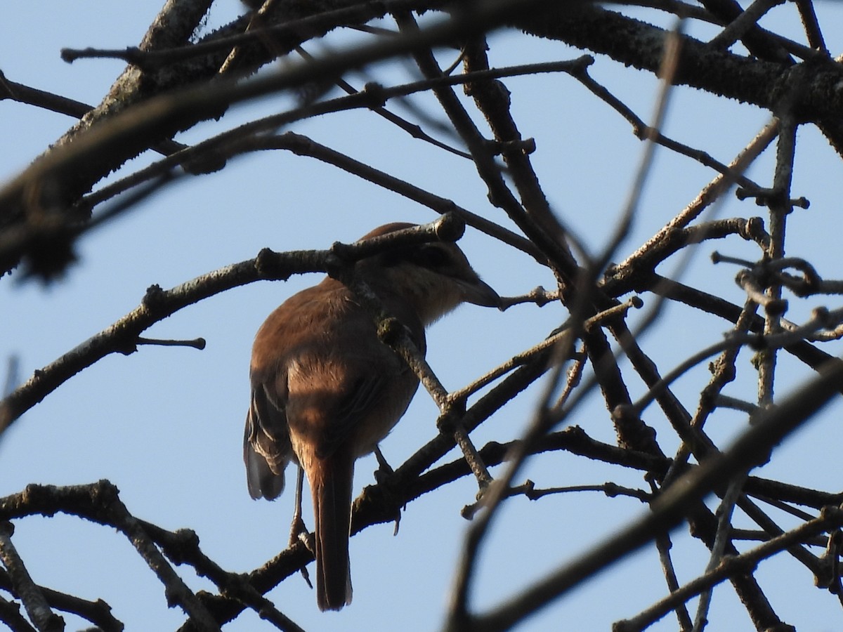 Brown Shrike - ML627311153