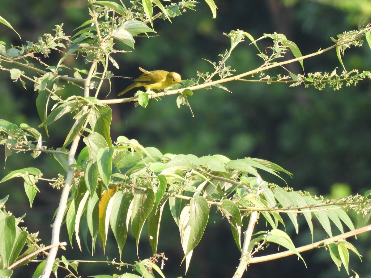 Yellow-browed Bulbul - ML627311319