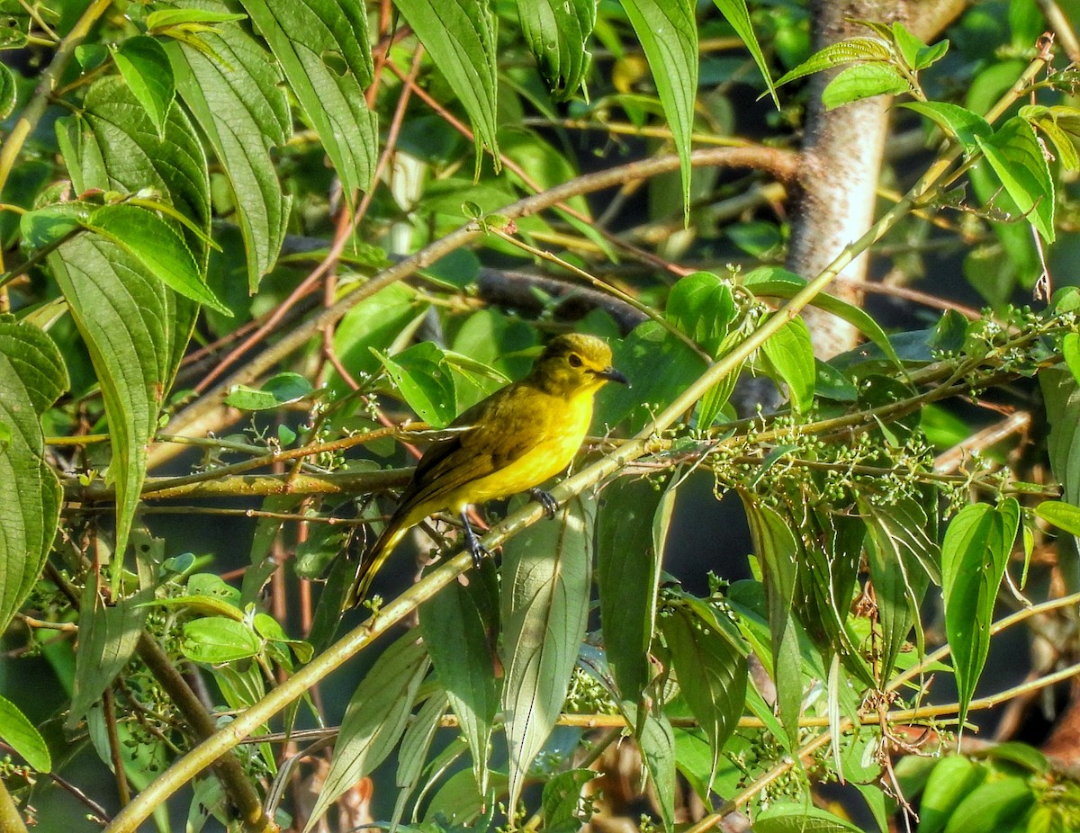 Yellow-browed Bulbul - ML627311320