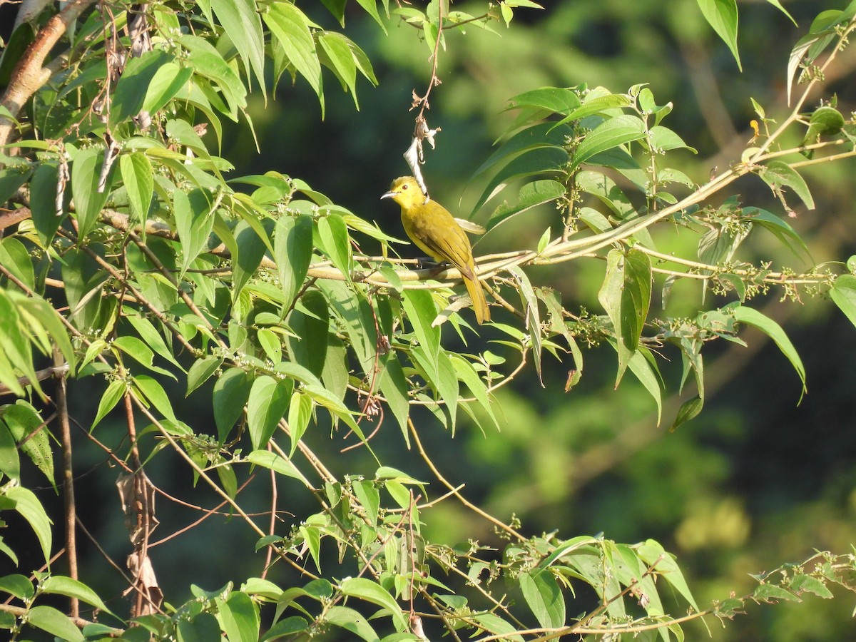 Yellow-browed Bulbul - ML627311321