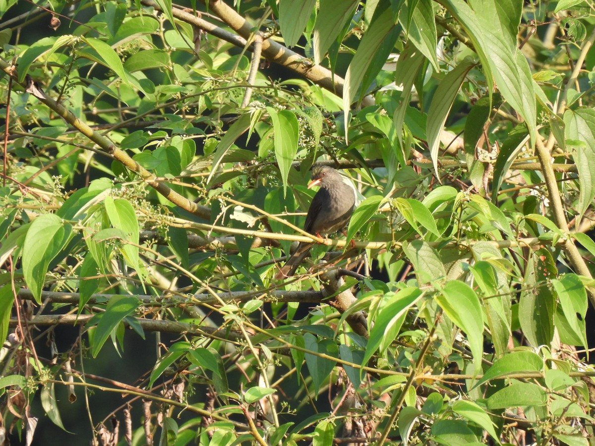 Square-tailed Bulbul - ML627311348