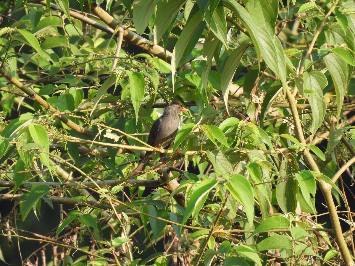 Square-tailed Bulbul - ML627311349