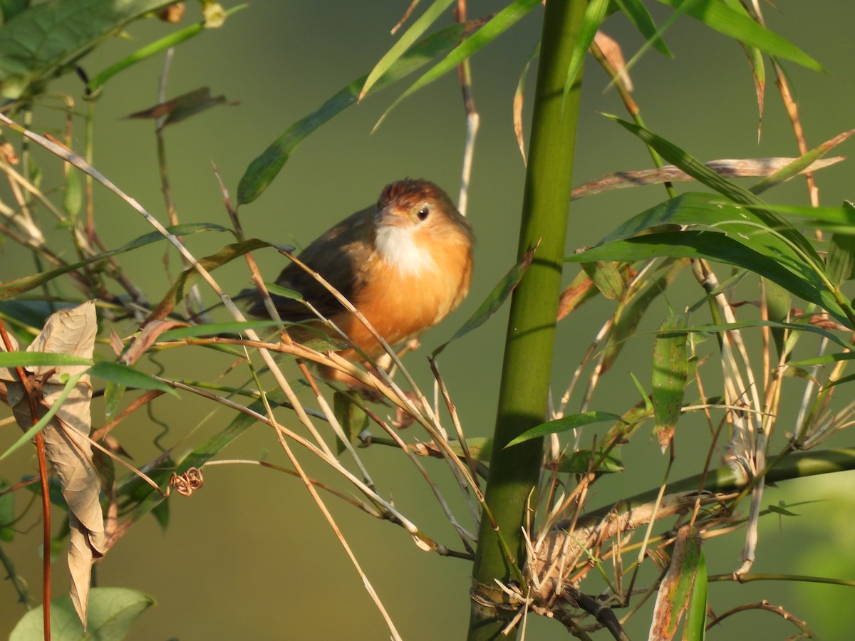 Tawny-bellied Babbler - ML627311355