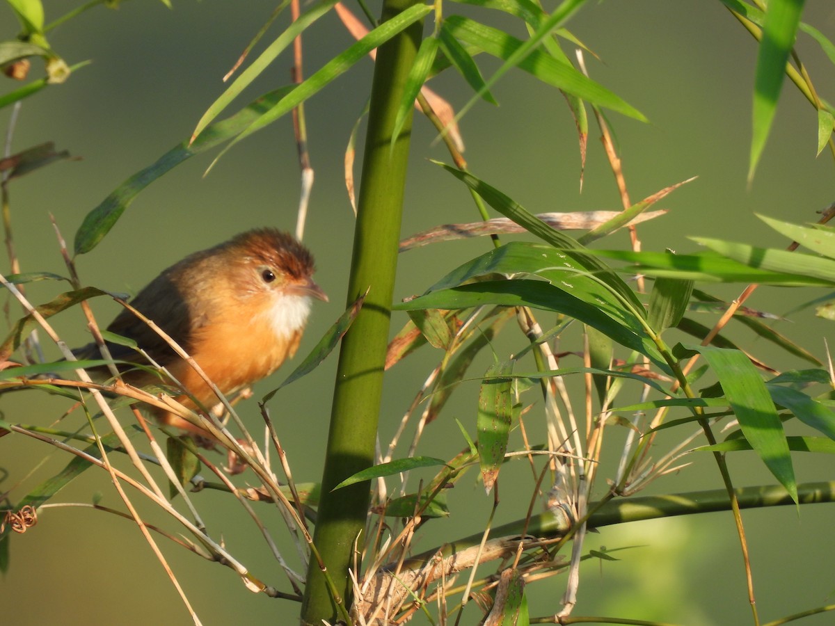 Tawny-bellied Babbler - ML627311356