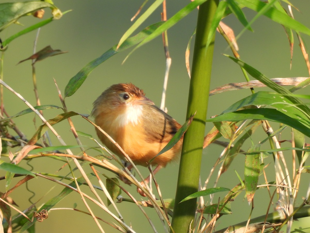 Tawny-bellied Babbler - ML627311358