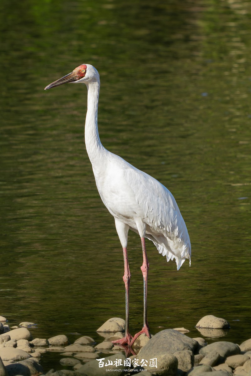 Kurrilo siberiarra - ML627311360