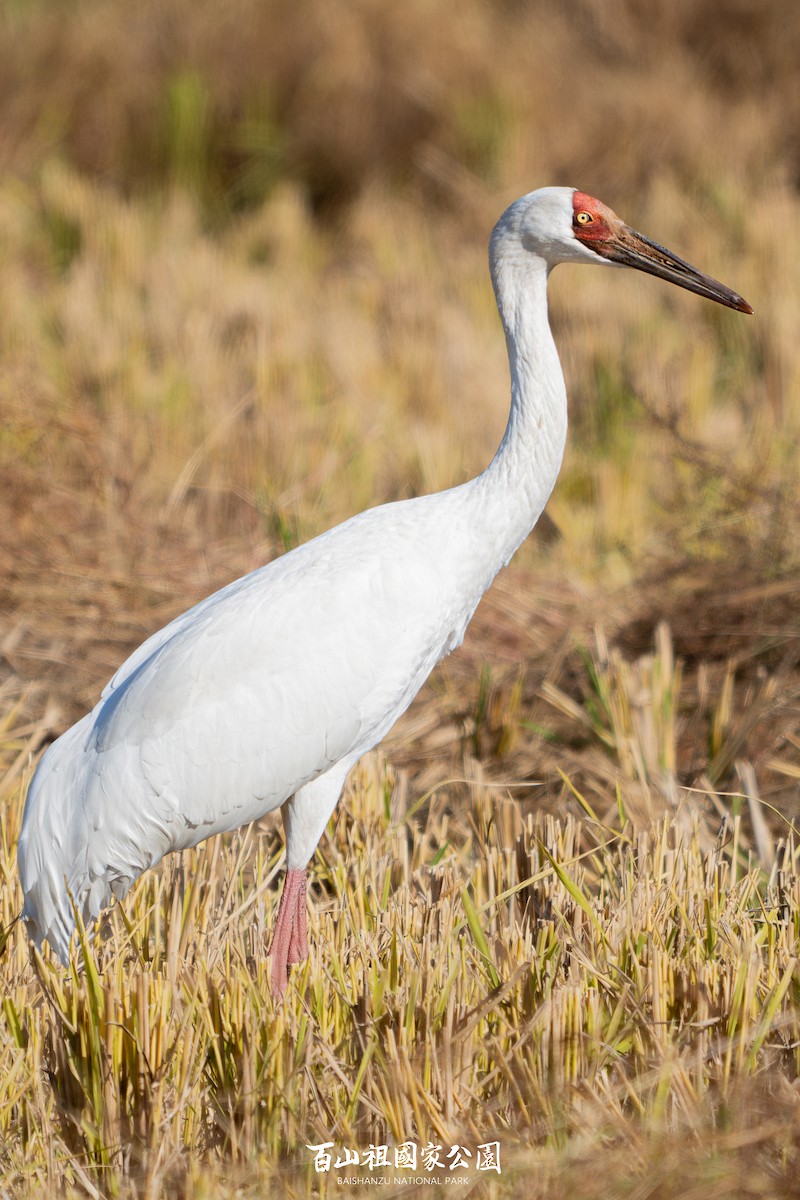 Kurrilo siberiarra - ML627311378