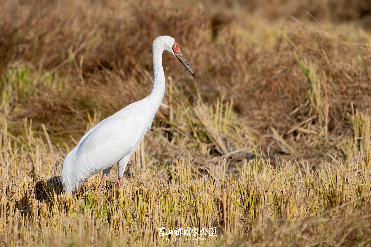 Kurrilo siberiarra - ML627311379