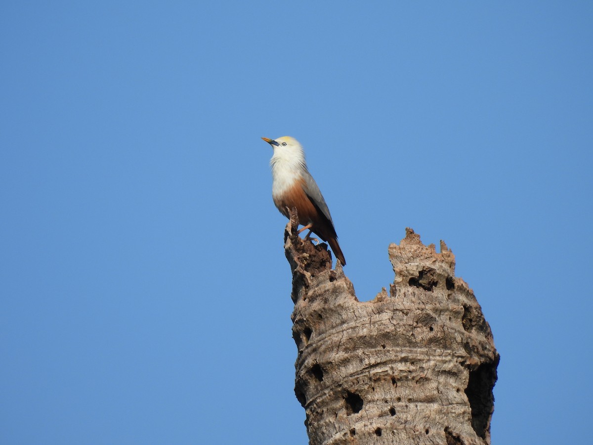 Malabar Starling - ML627311381