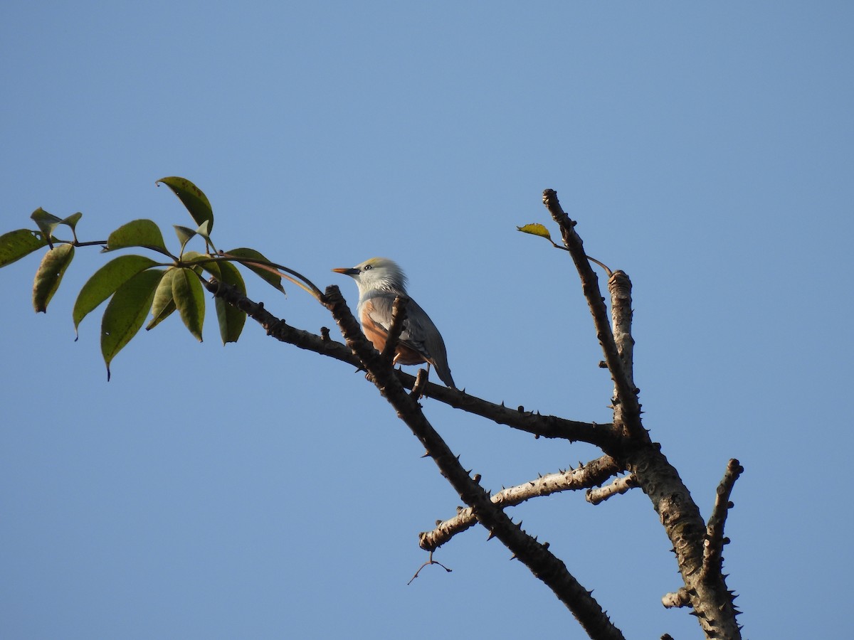 Malabar Starling - ML627311382