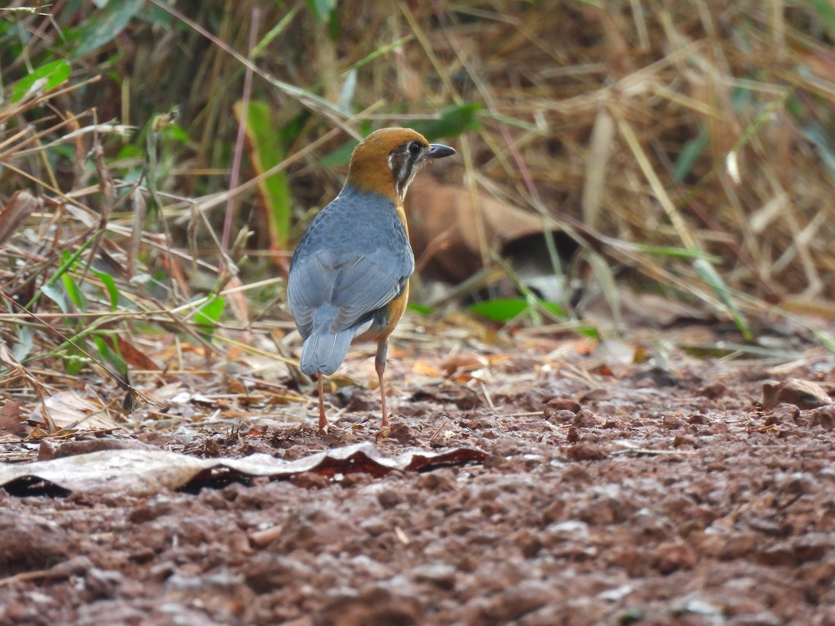 Orange-headed Thrush - ML627311393