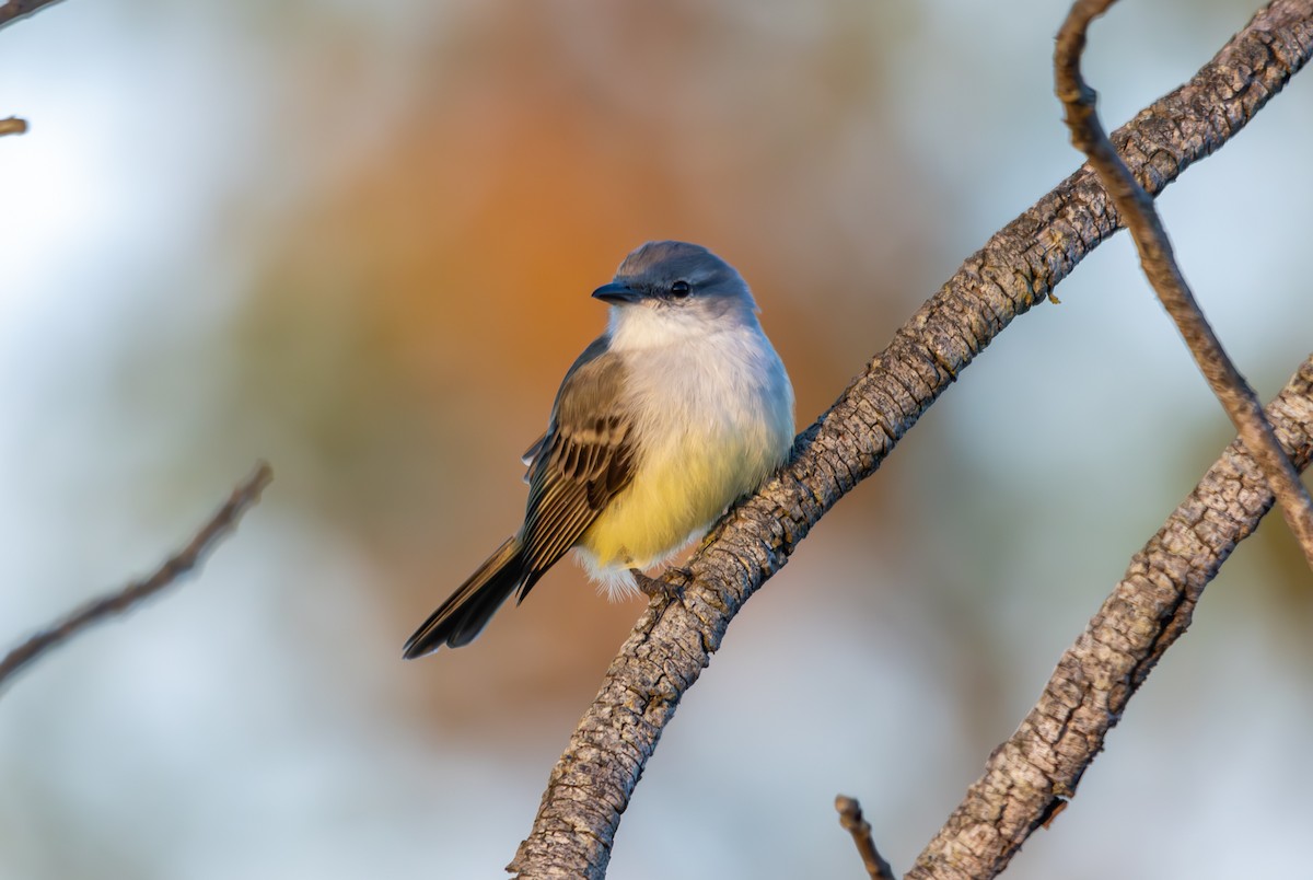 Suiriri Flycatcher - ML627311401