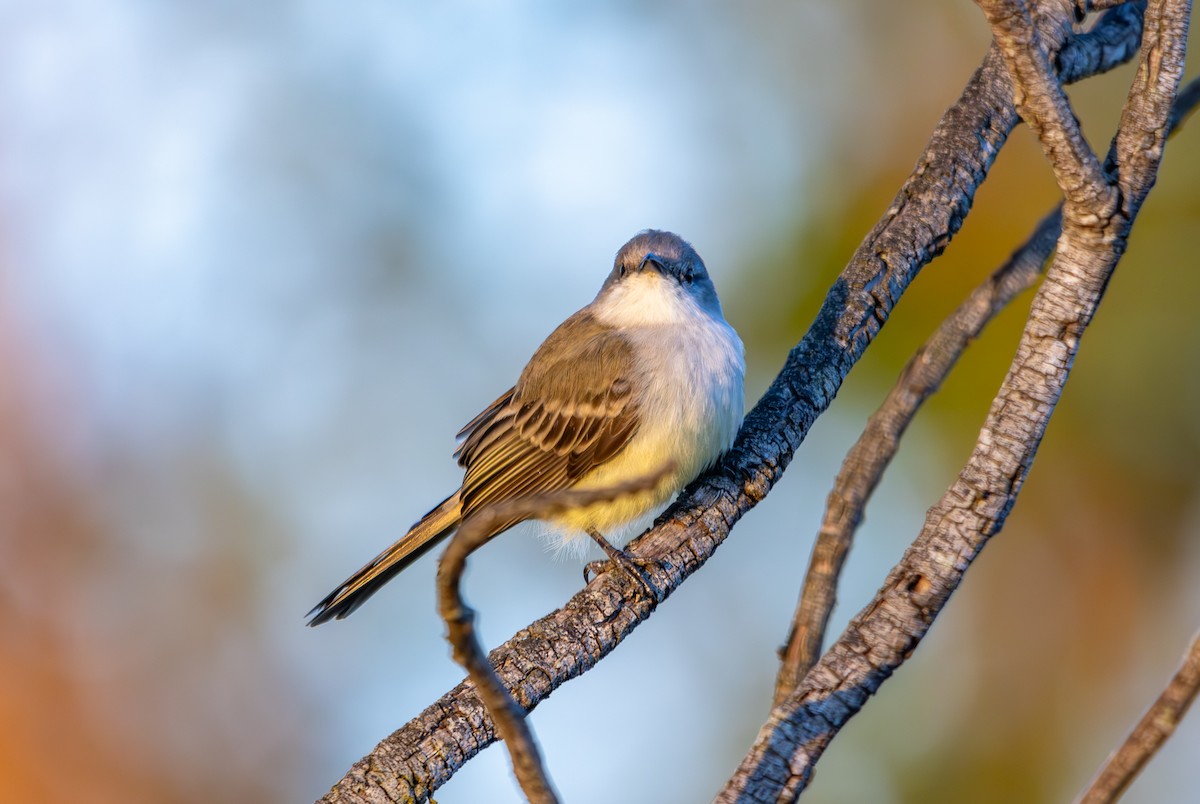 Suiriri Flycatcher - ML627311402