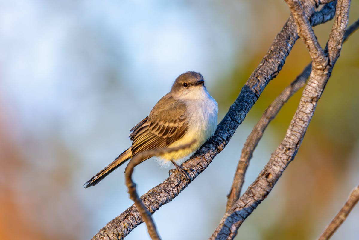 Suiriri Flycatcher - ML627311403