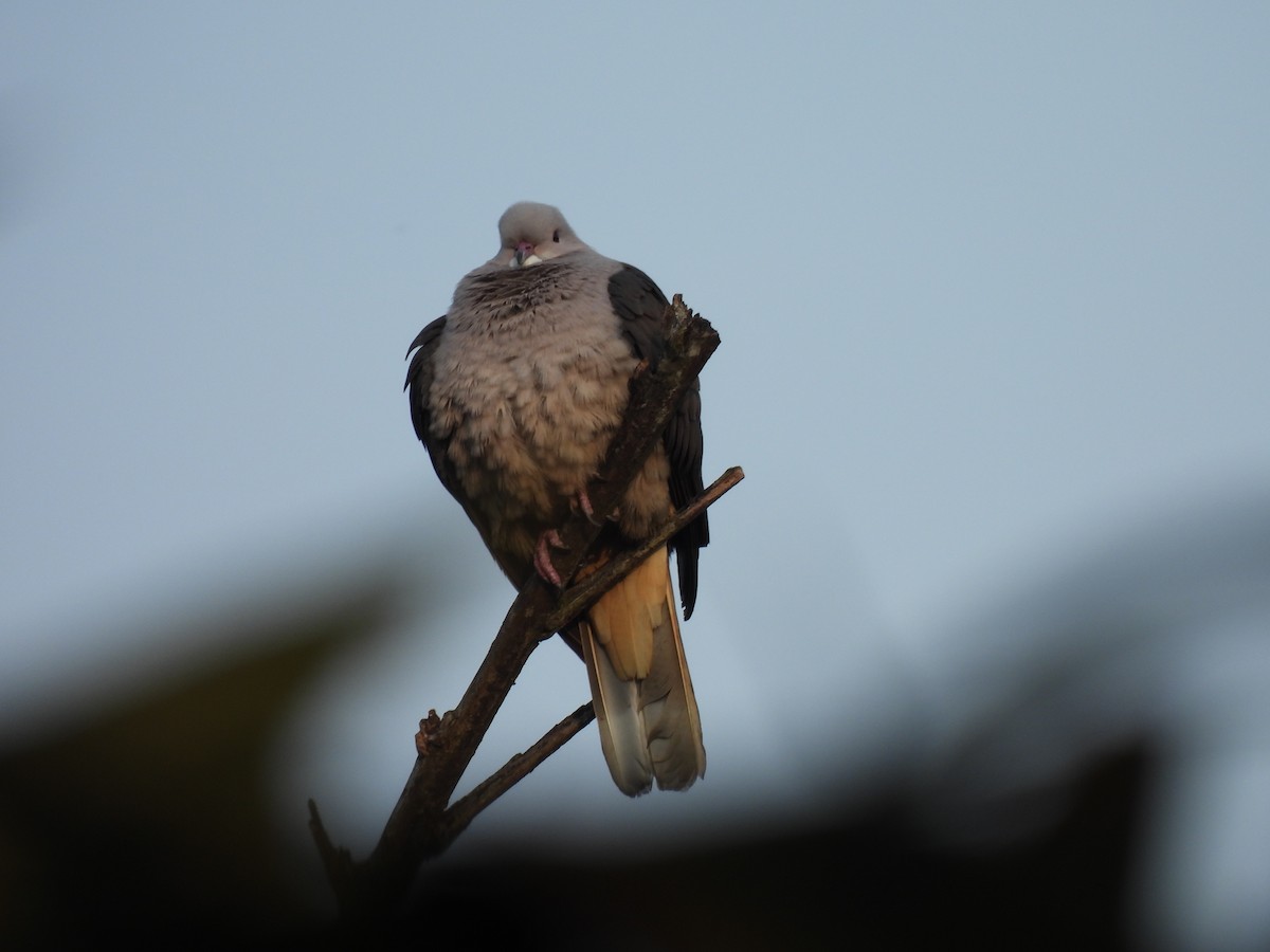 Nilgiri Wood-Pigeon - ML627311420