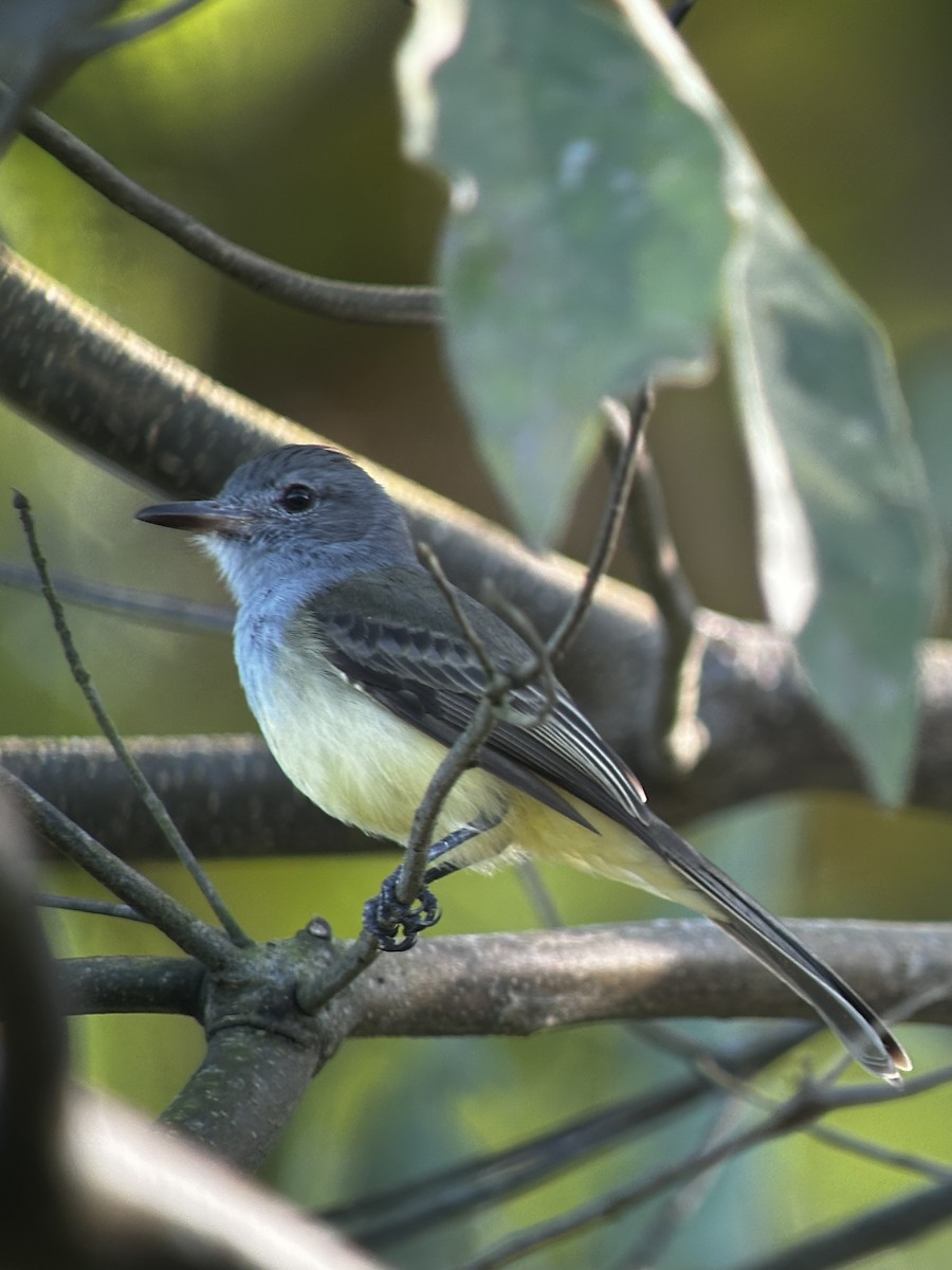 Panama Flycatcher - ML627311432