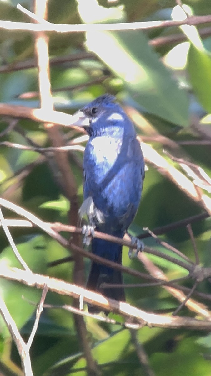 Blue Grosbeak - ML627311442