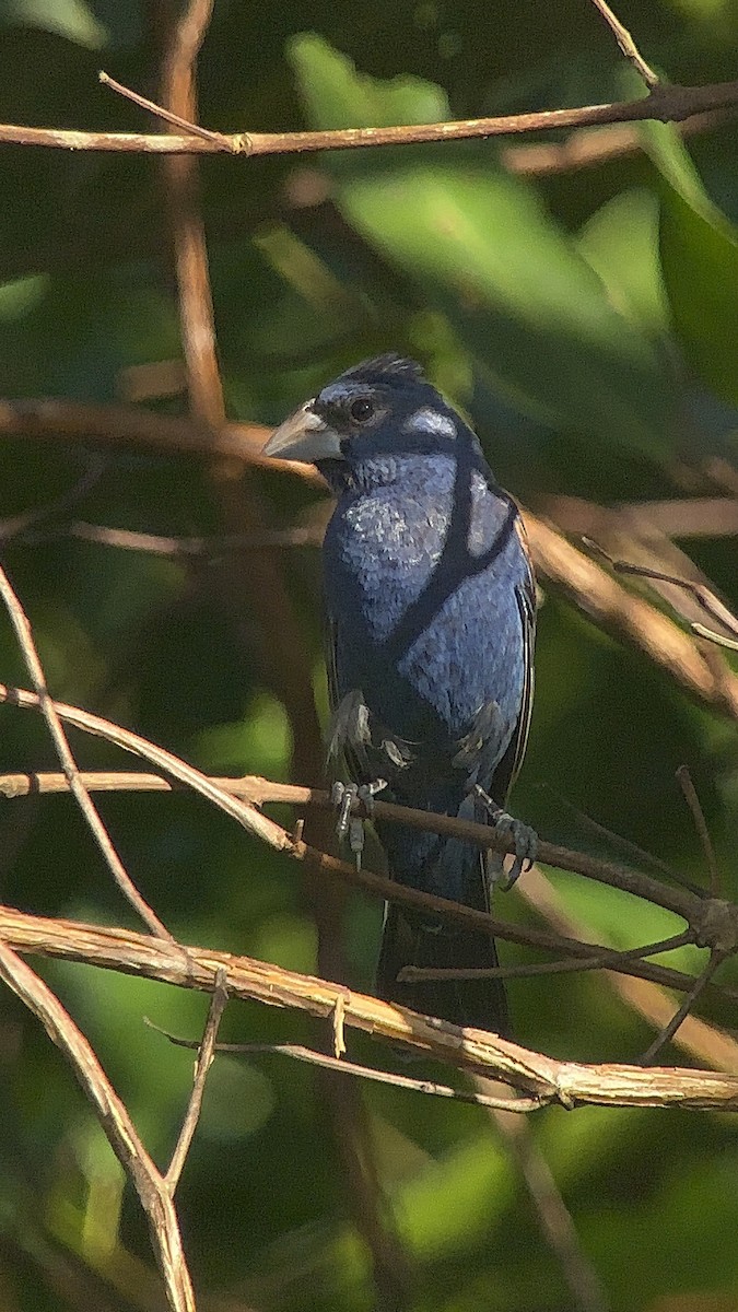 Blue Grosbeak - ML627311444