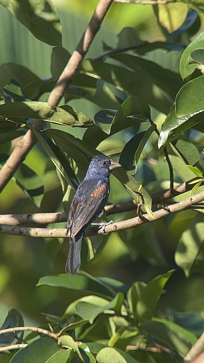 Blue Grosbeak - ML627311445