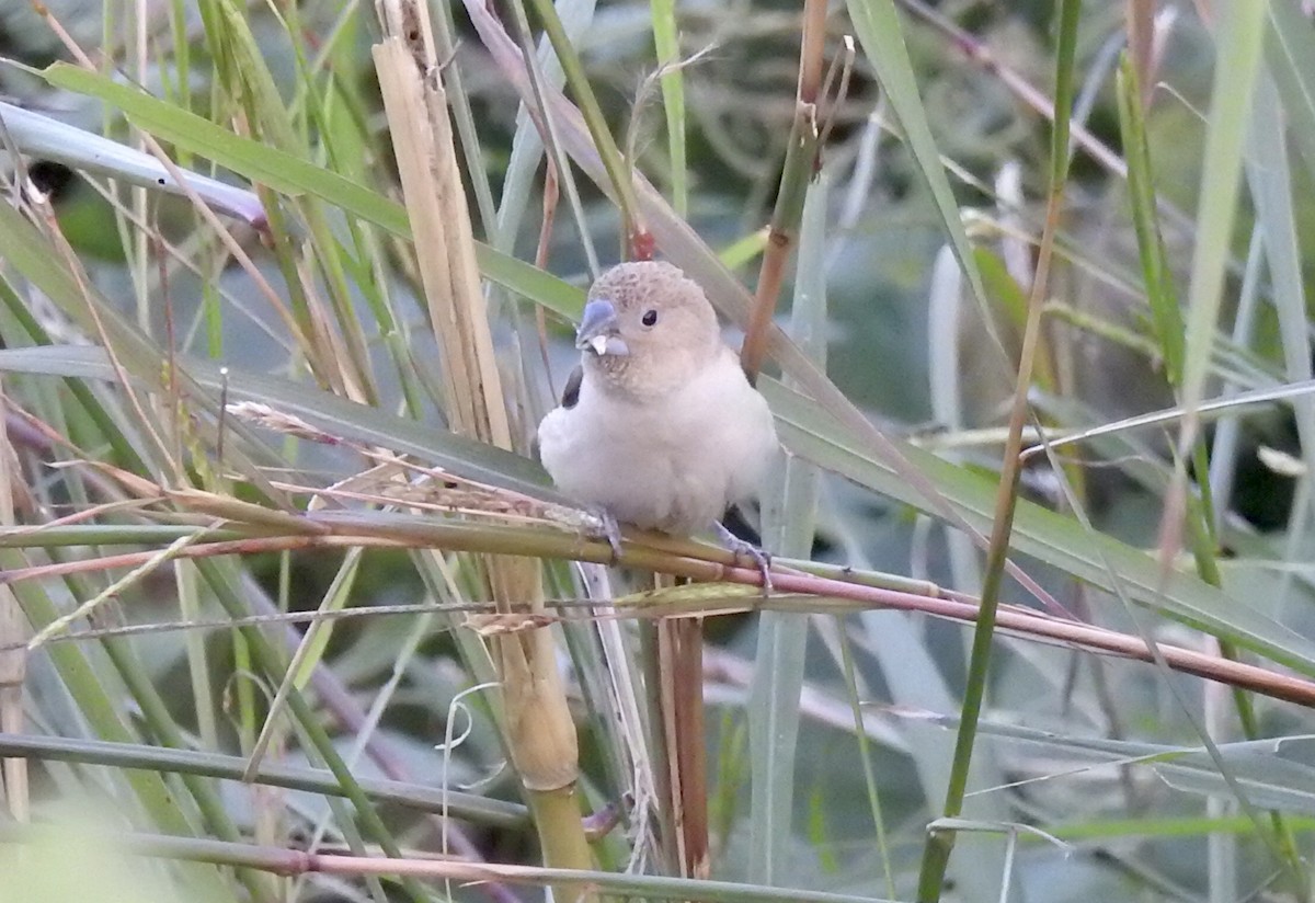 African Silverbill - ML627311486