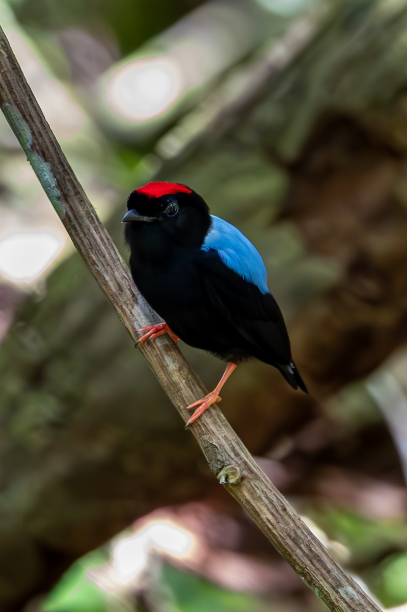 Blue-backed Manakin - ML627311592