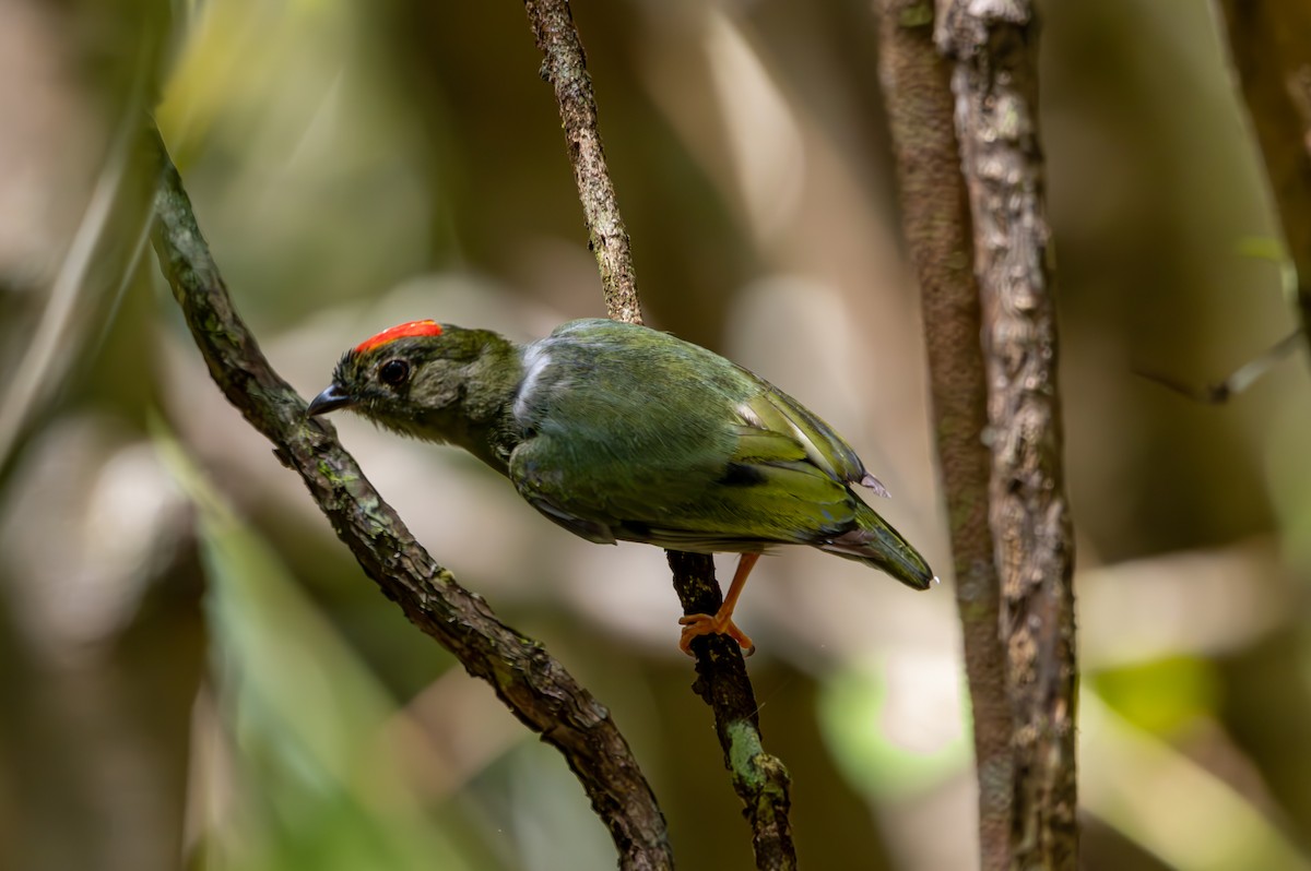 Blue-backed Manakin - ML627311593