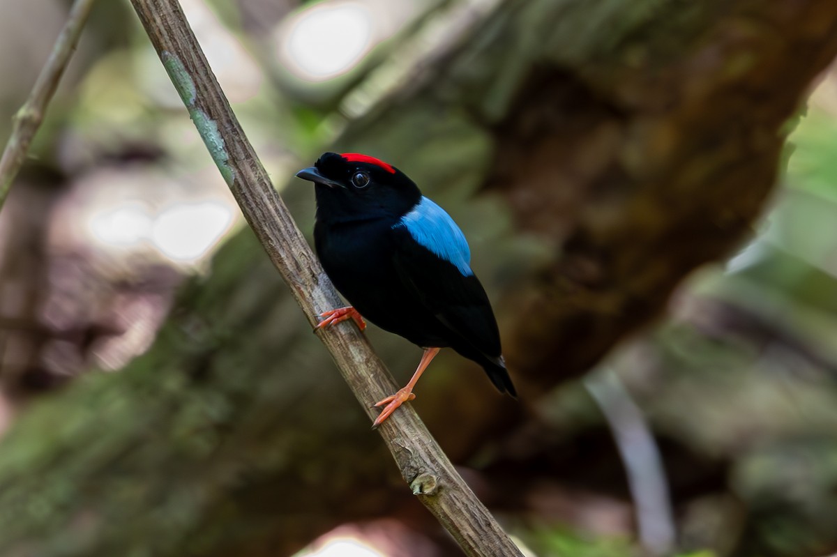 Blue-backed Manakin - ML627311594
