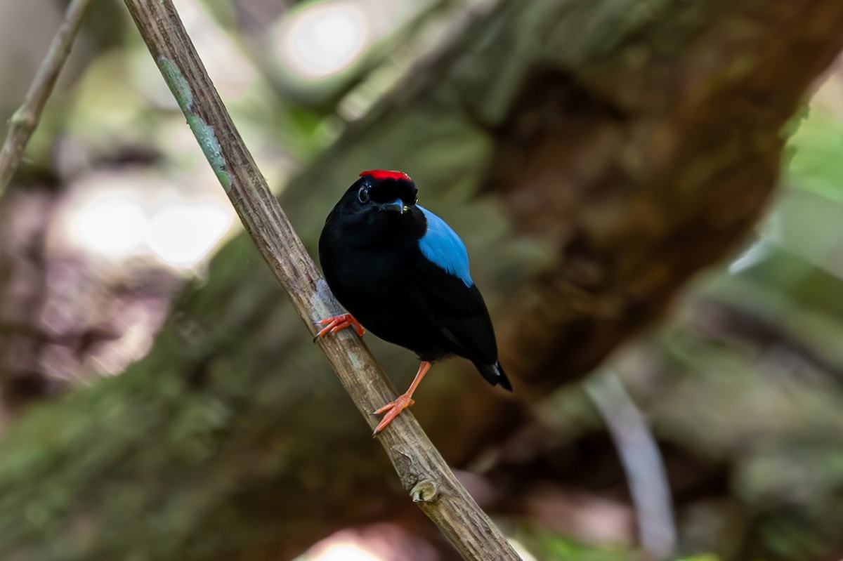 Blue-backed Manakin - ML627311595