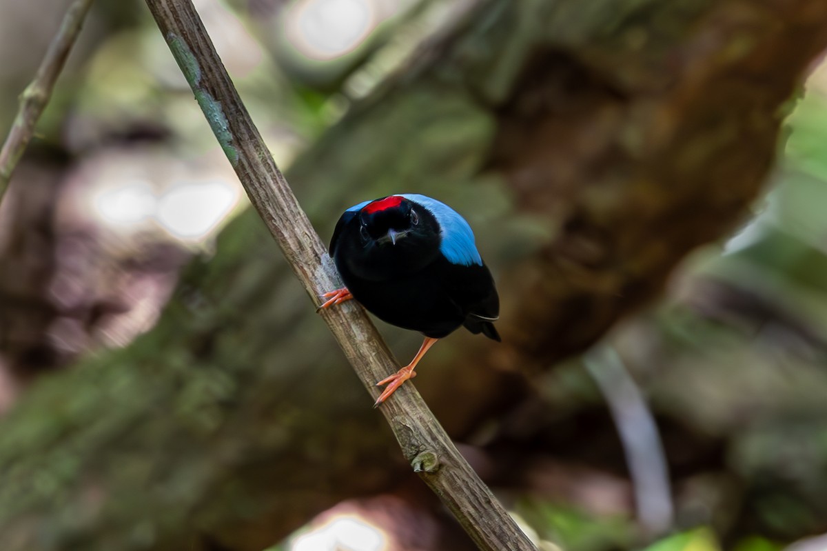 Blue-backed Manakin - ML627311596