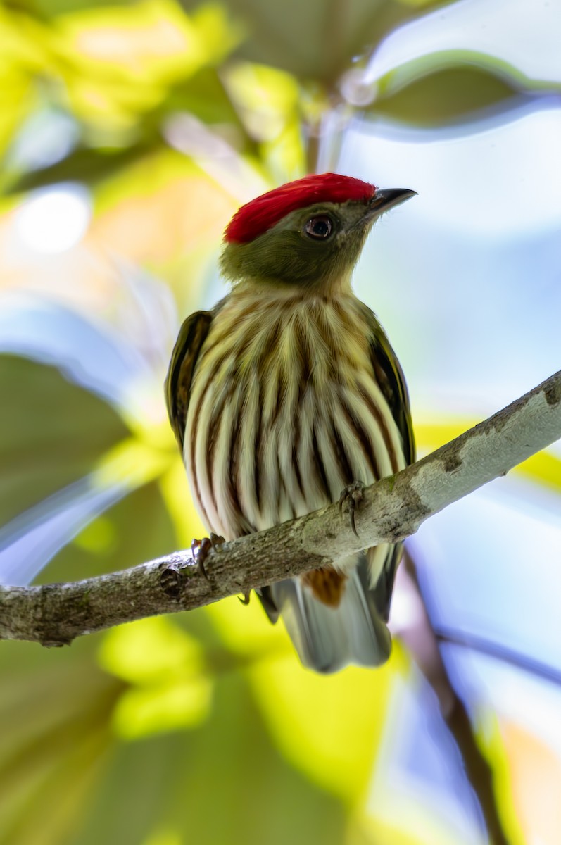 Kinglet Manakin - ML627311614