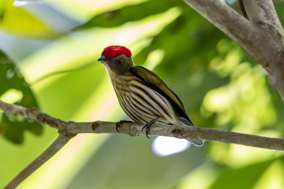 Kinglet Manakin - ML627311615